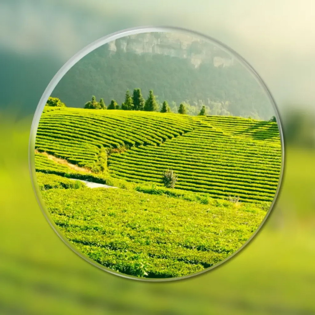 /695d06c2c8cce60009ceca02/2026/02/06/product-img-69862c466f539c4f6d61b913.png